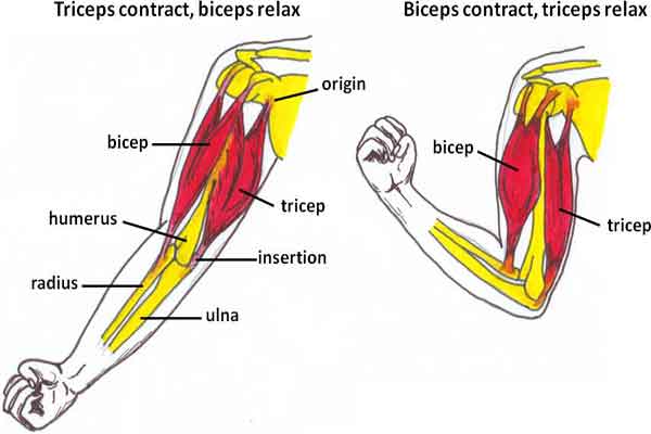 tricep heads diagram