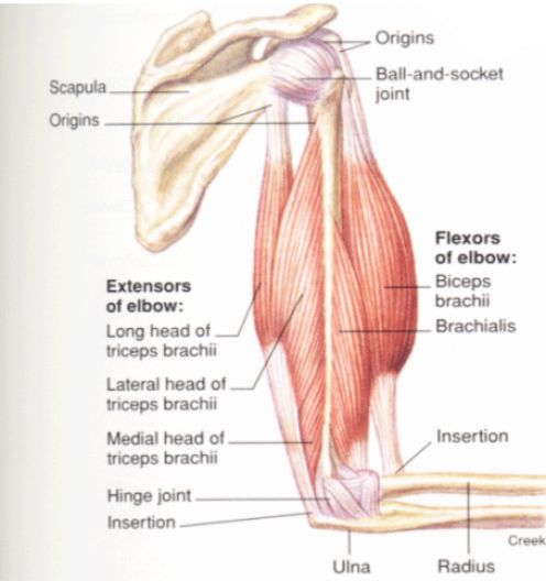 tricep heads diagram