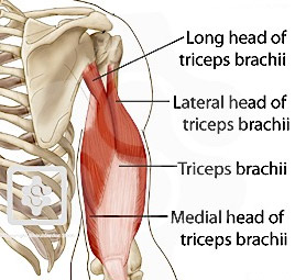 tricep heads diagram