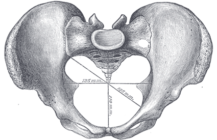 true and false pelvis diagram