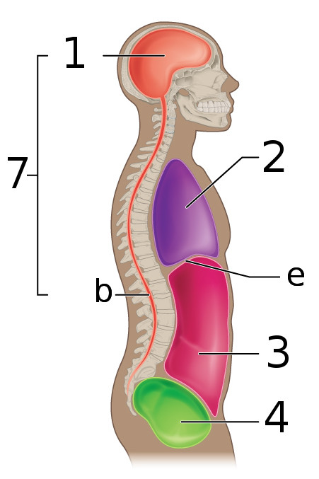 true and false pelvis diagram