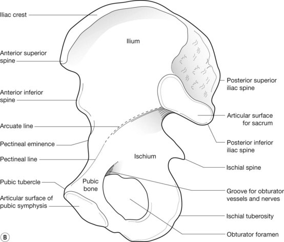 true and false pelvis diagram