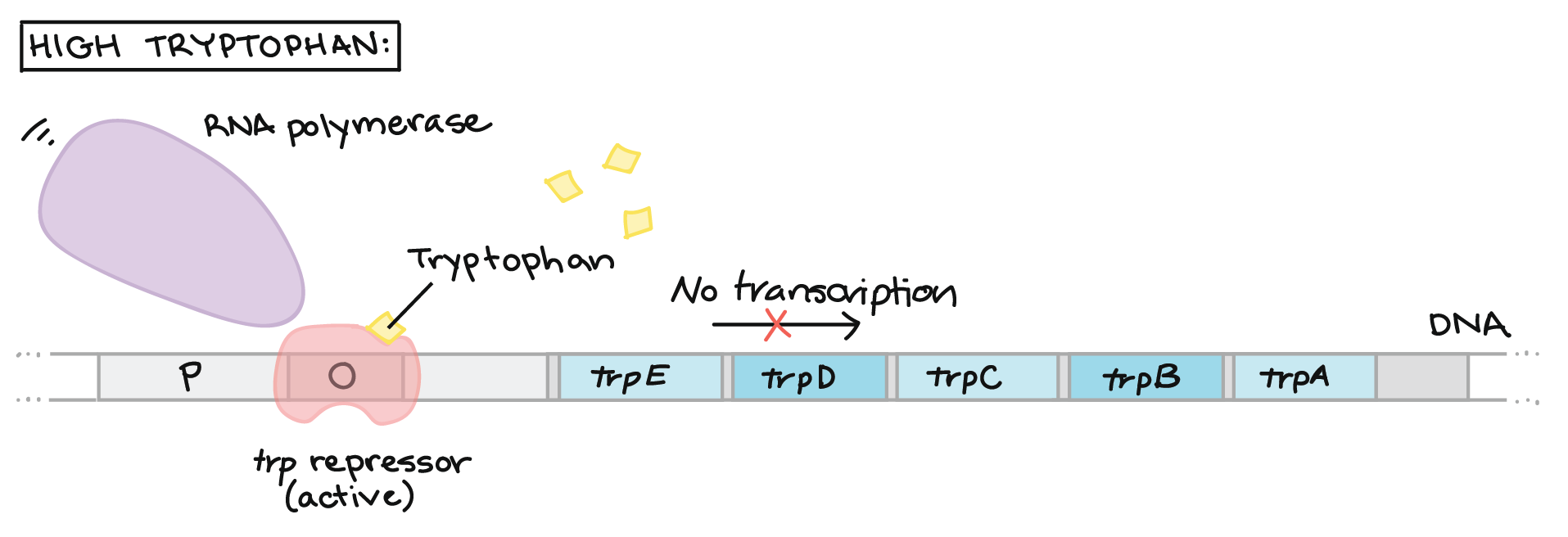 tryptophan operon diagram