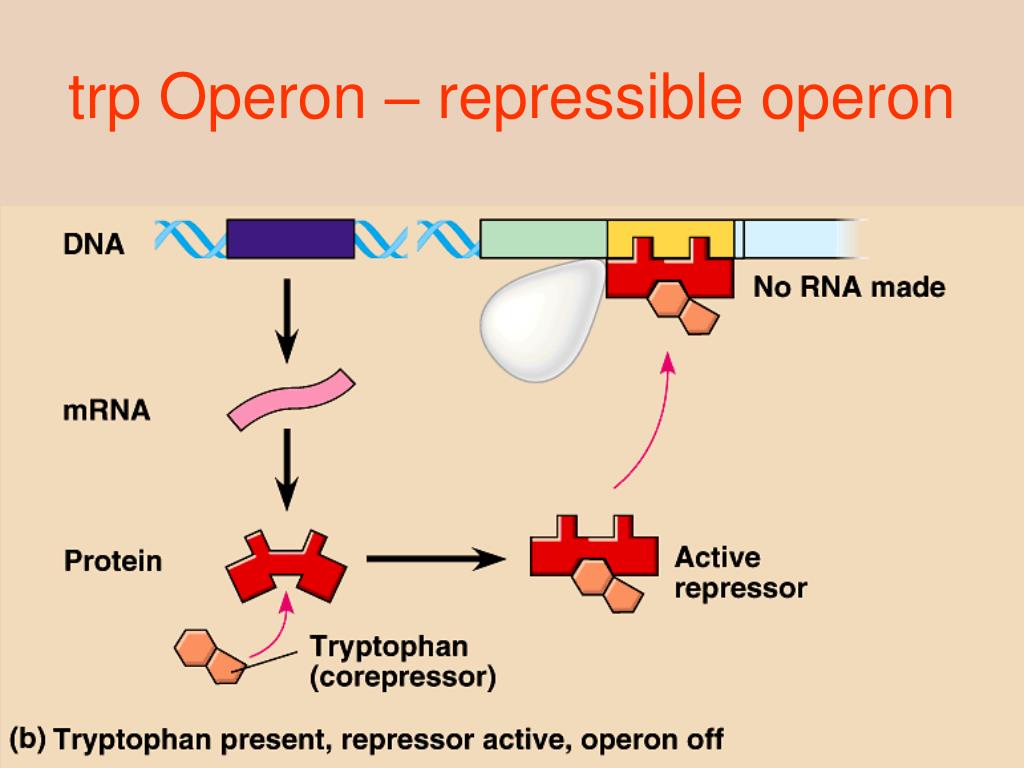 tryptophan operon diagram