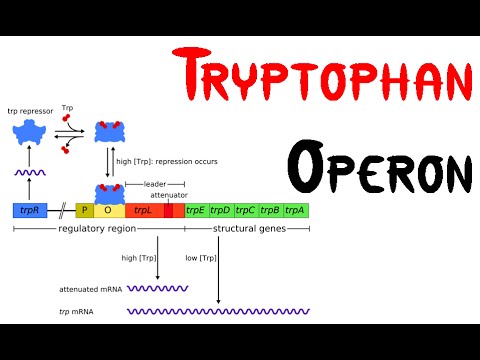 tryptophan operon diagram