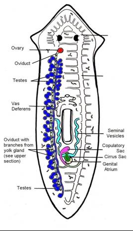 tunicate diagram