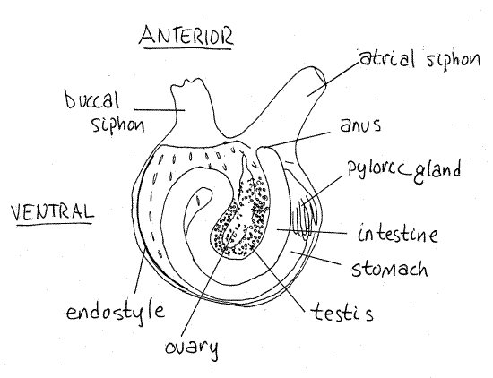 tunicate diagram