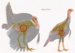 turkey vitals diagram