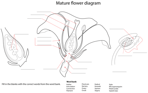 unlabeled flower diagram