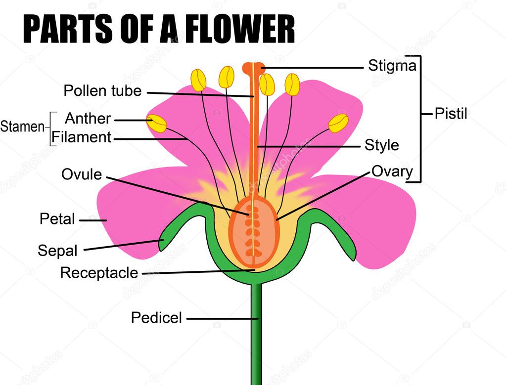 unlabeled flower diagram