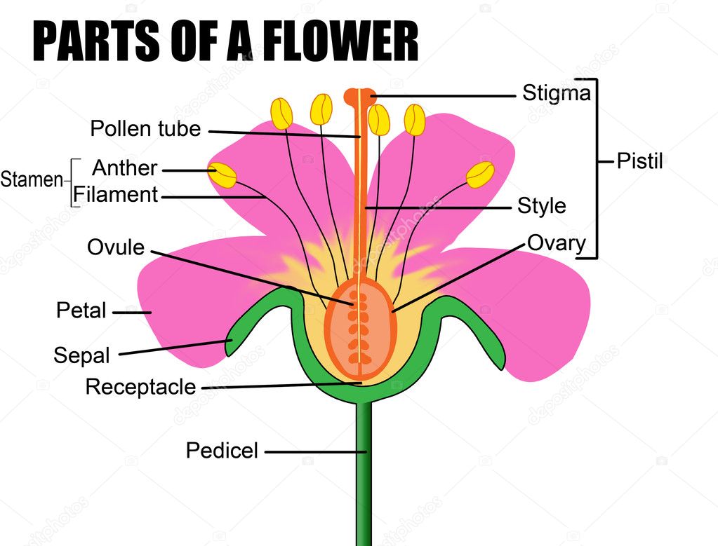 Unlabeled Flower Diagram - Wiring Diagram Pictures