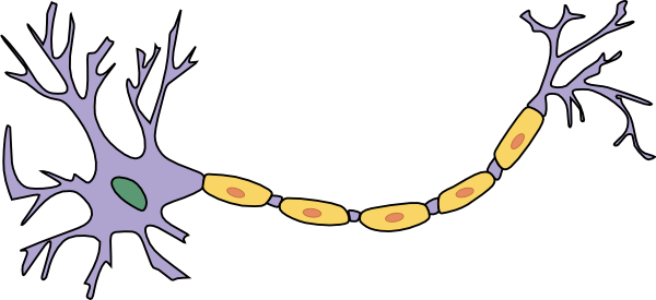 unlabeled neuron diagram