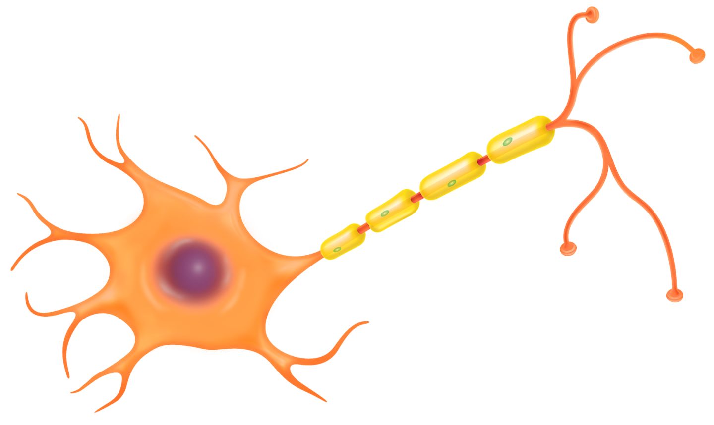 unlabeled neuron diagram