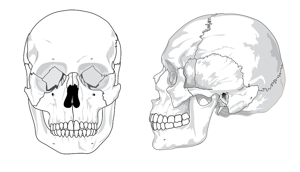 unlabeled skull diagram