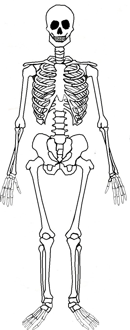 unlabeled skull diagram