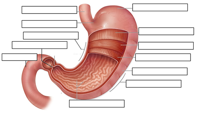unlabeled stomach diagram