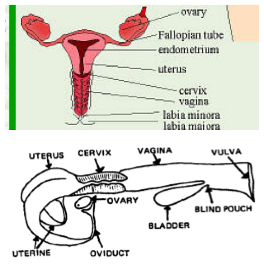 uterus fallopian tubes diagram