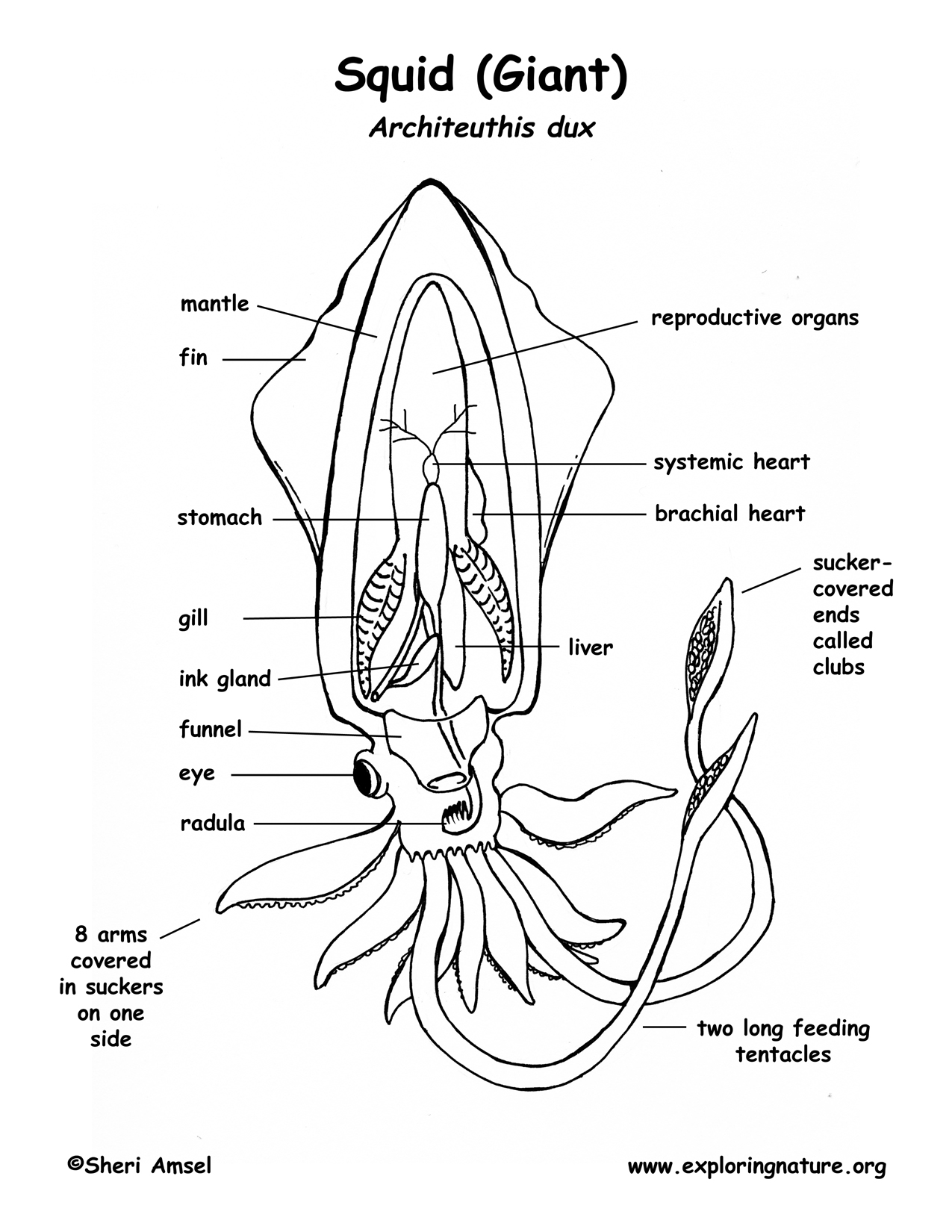 vampire squid diagram