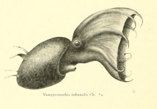 vampire squid diagram