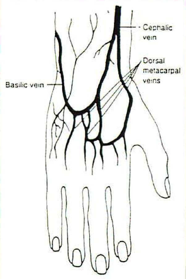 venipuncture sites diagram