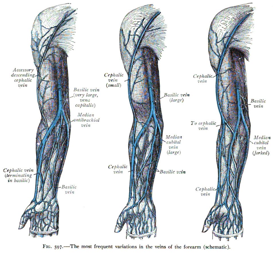 venipuncture sites diagram