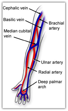 venipuncture sites diagram