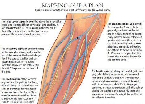 venipuncture sites diagram