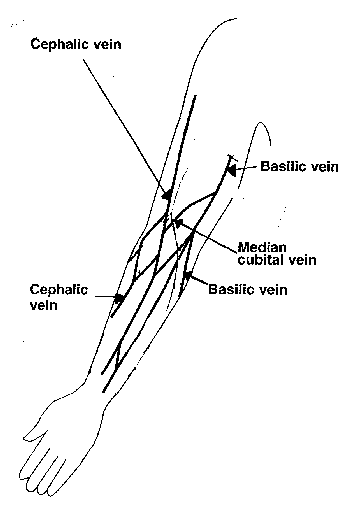 venipuncture sites diagram