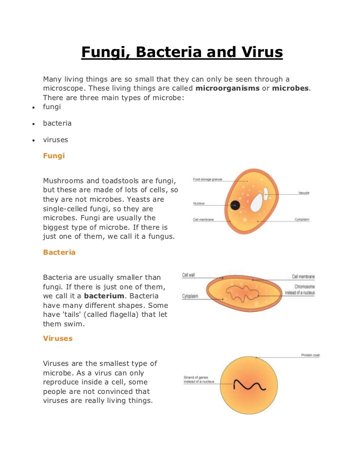 venn diagram bacteria and virus