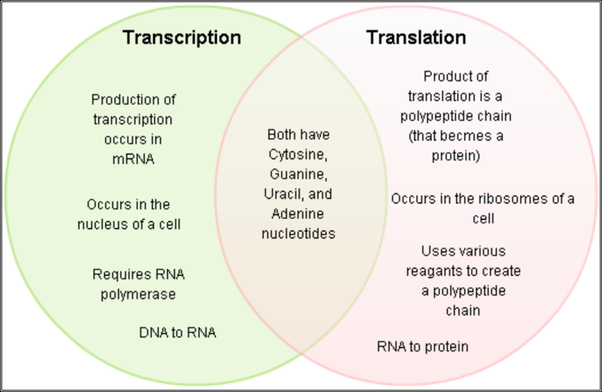 venn diagram comparing dna and rna