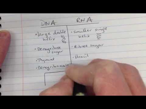 venn diagram comparing dna and rna