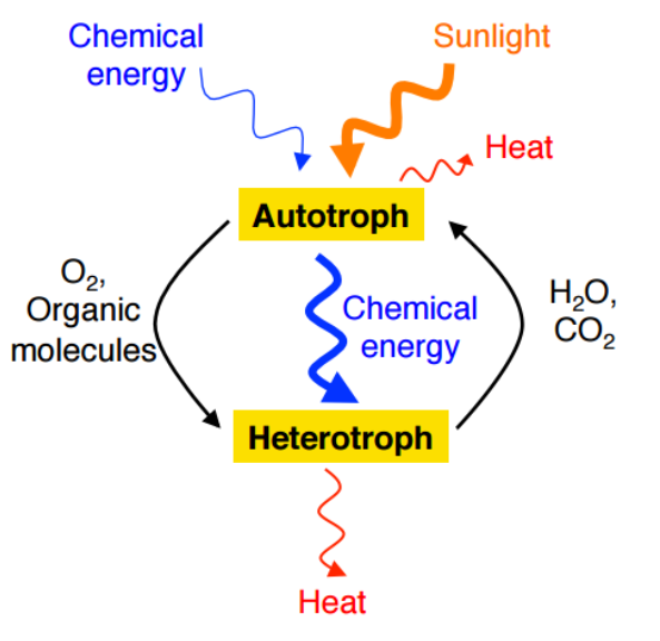 venn diagram of autotrophs and heterotrophs