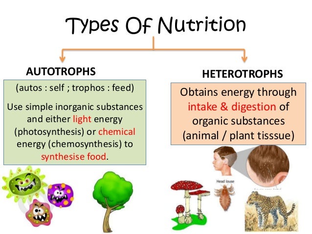 venn diagram of autotrophs and heterotrophs