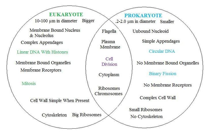 venn diagram of bacteria and viruses