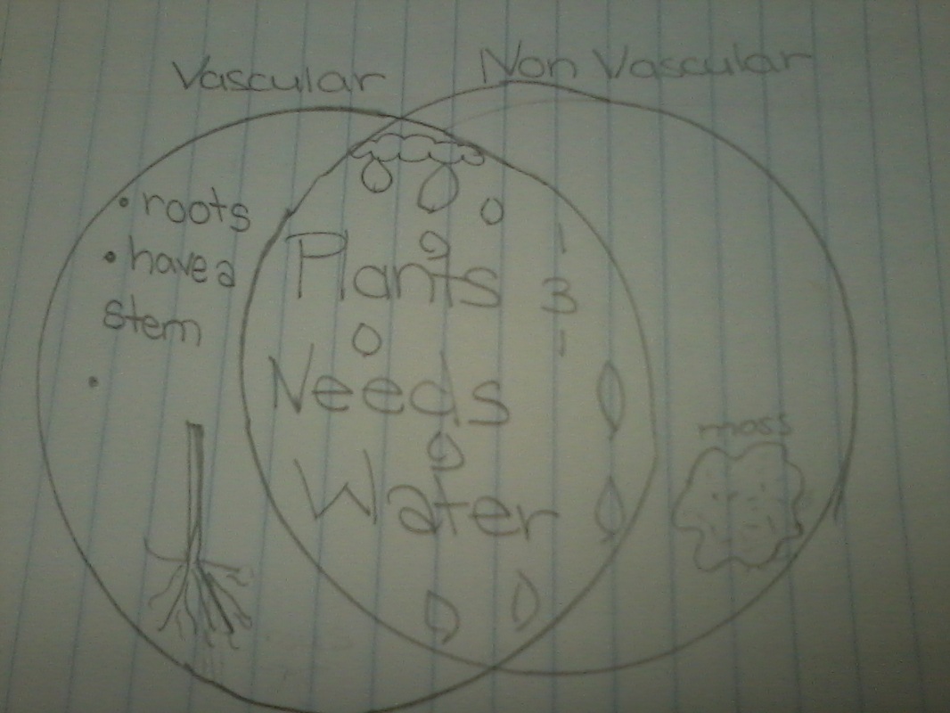 venn diagram of vascular and nonvascular plants