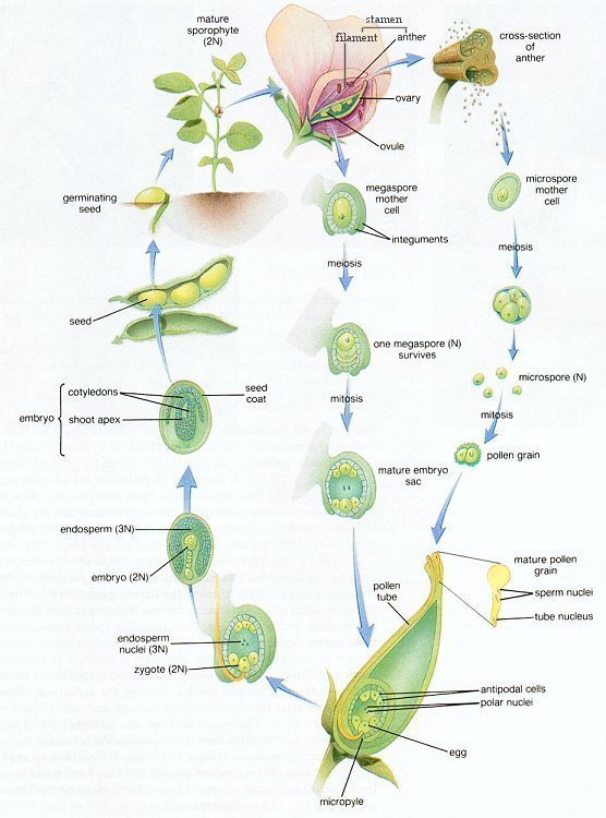 venus flytrap life cycle diagram