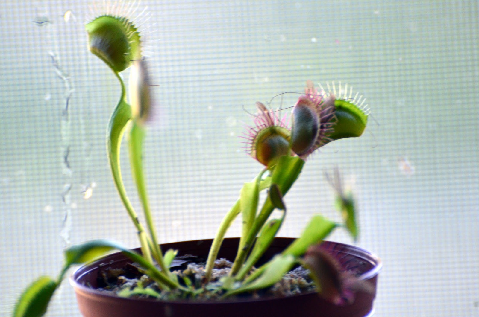 Venus Flytrap Life Cycle