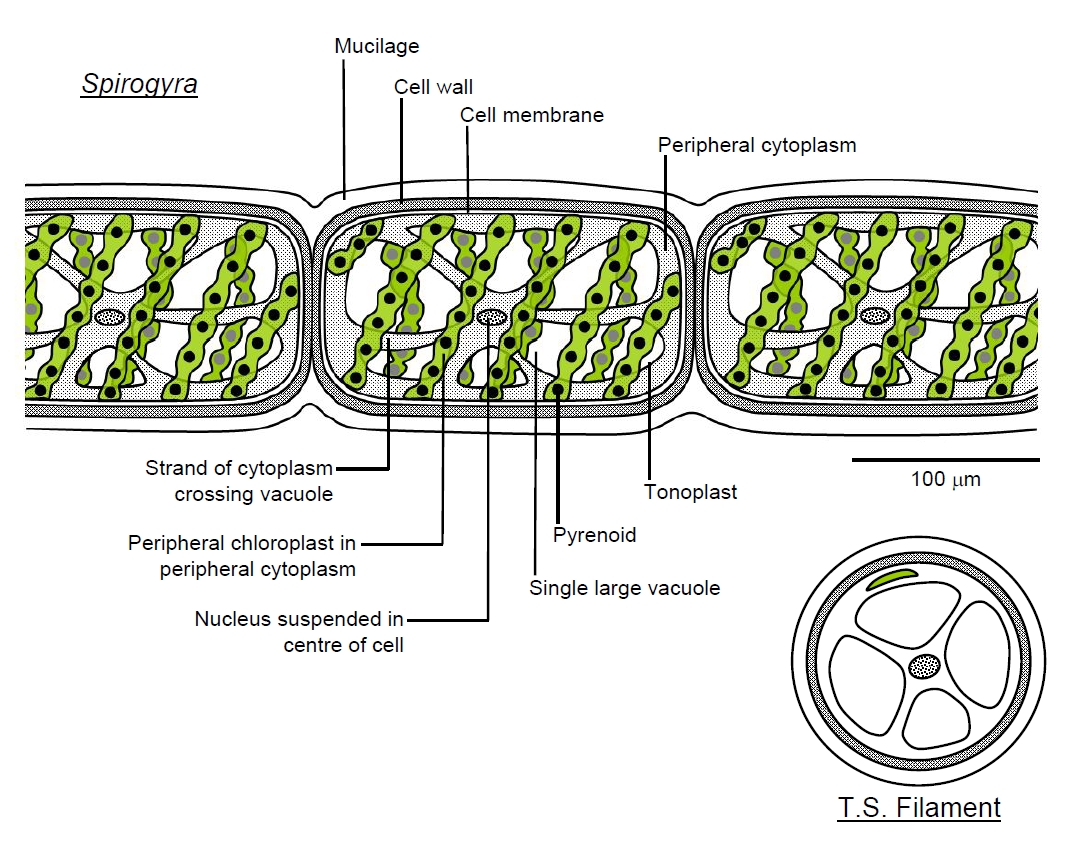 volvox diagram labeled