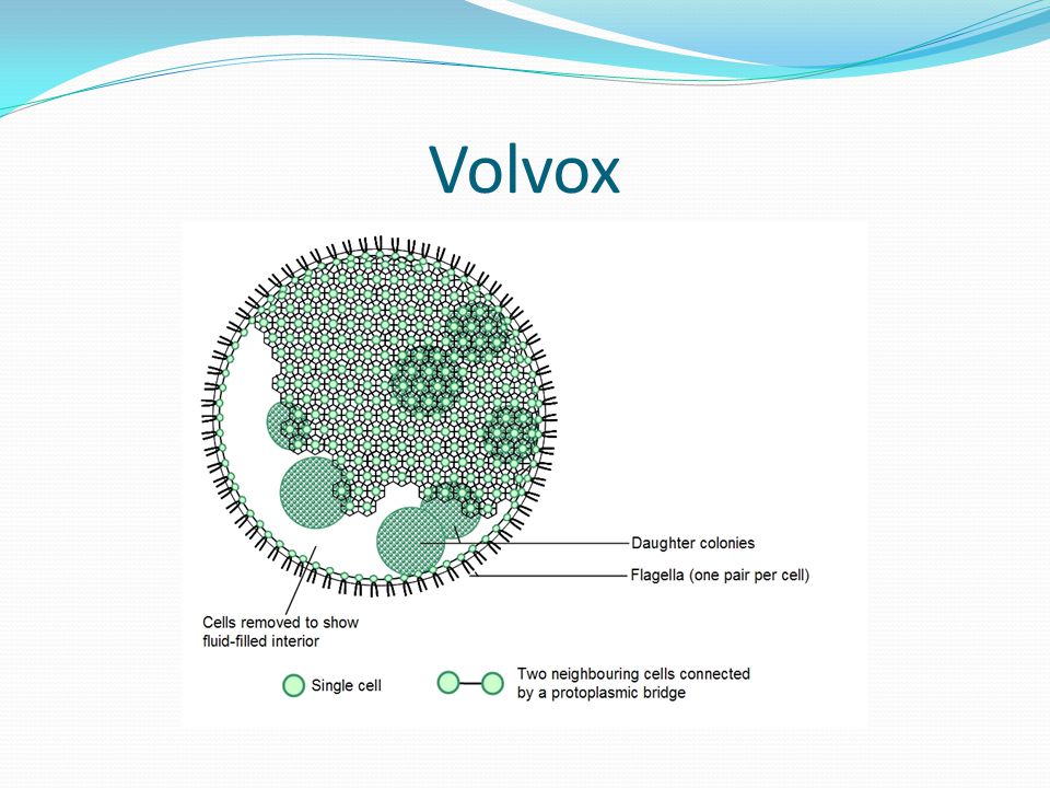 volvox diagram labeled