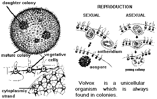 volvox diagrams