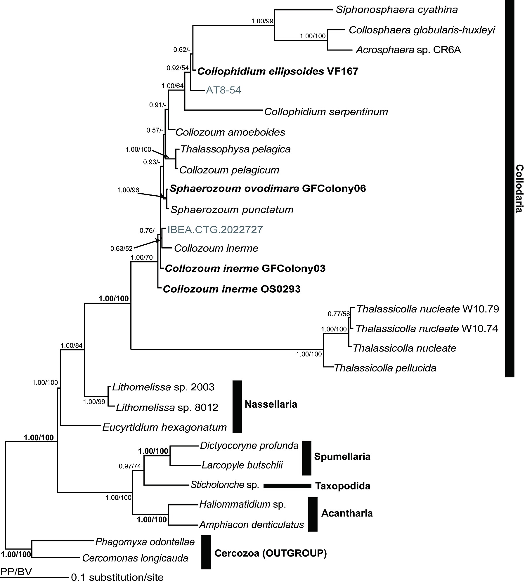 vorticella diagram