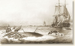 whaling ship diagram