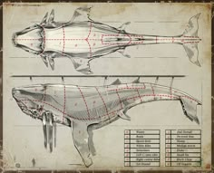 whaling ship diagram