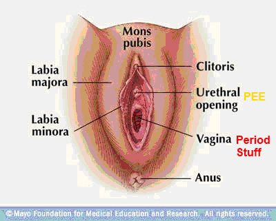 what hole does the tampon go in diagram