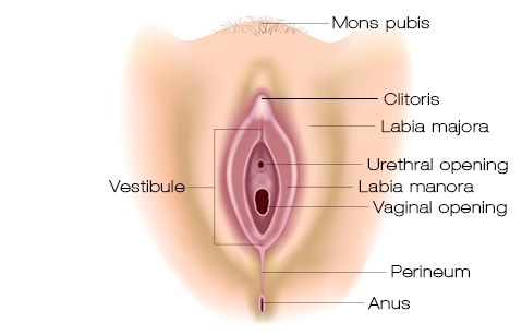 where to insert a tampon diagram