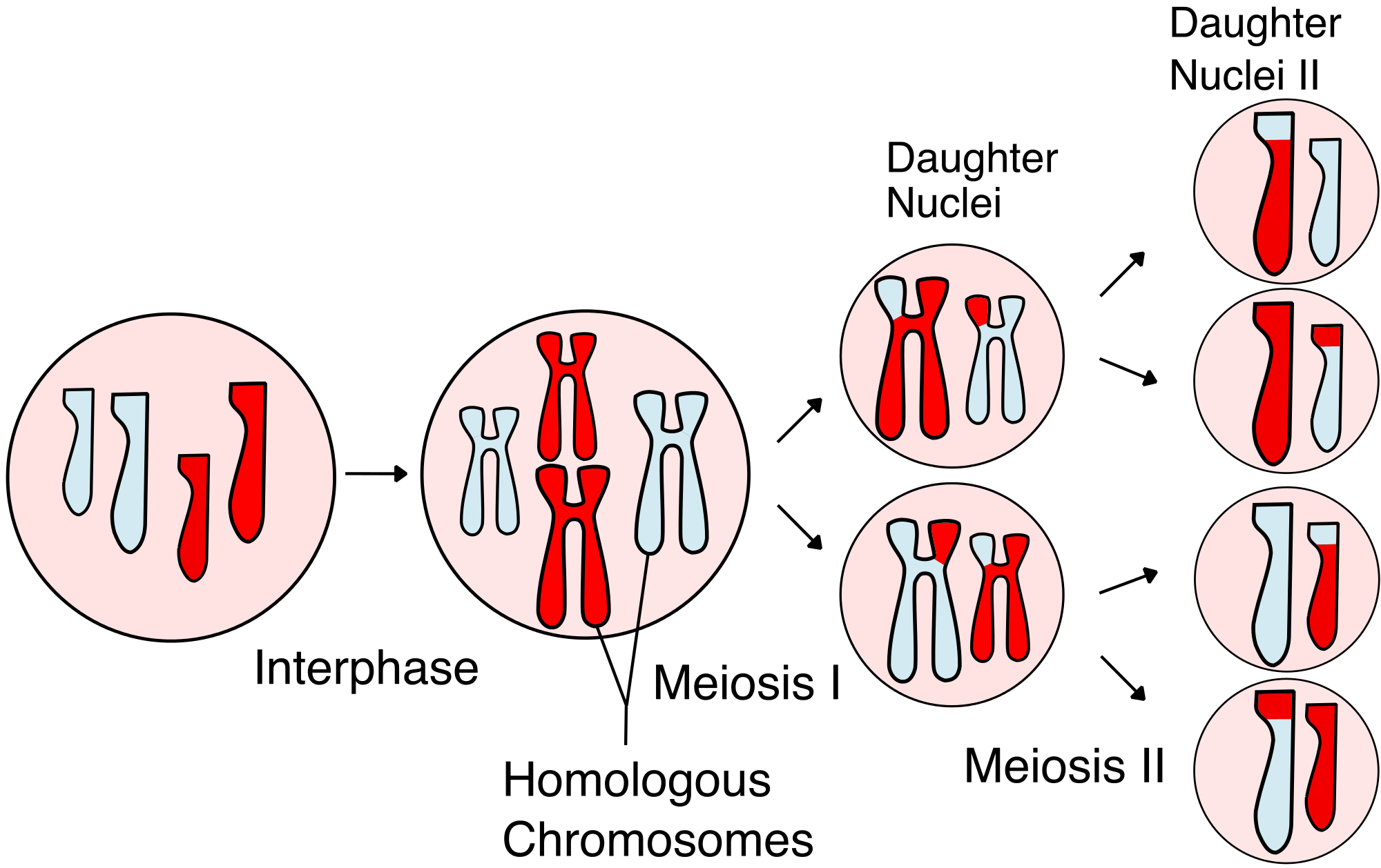 which diagram represents anaphase i of meiosis