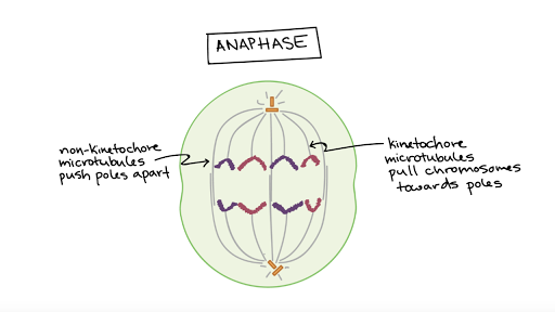 which diagram represents anaphase i of meiosis