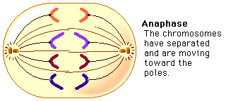 which diagram represents anaphase i of meiosis