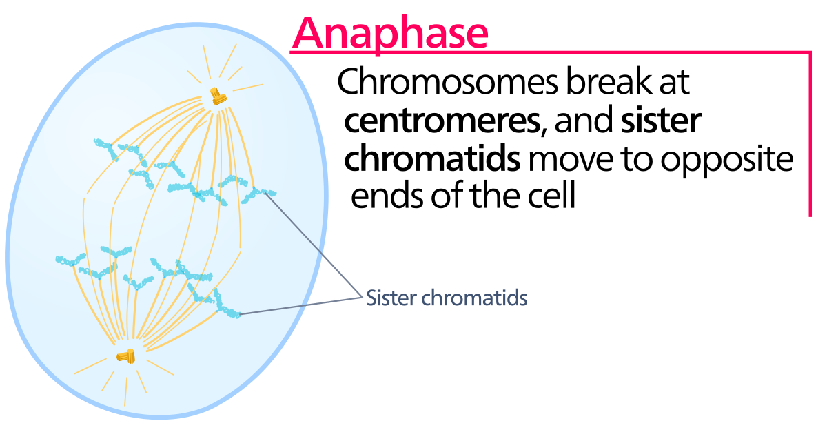 which diagram represents anaphase i of meiosis?
