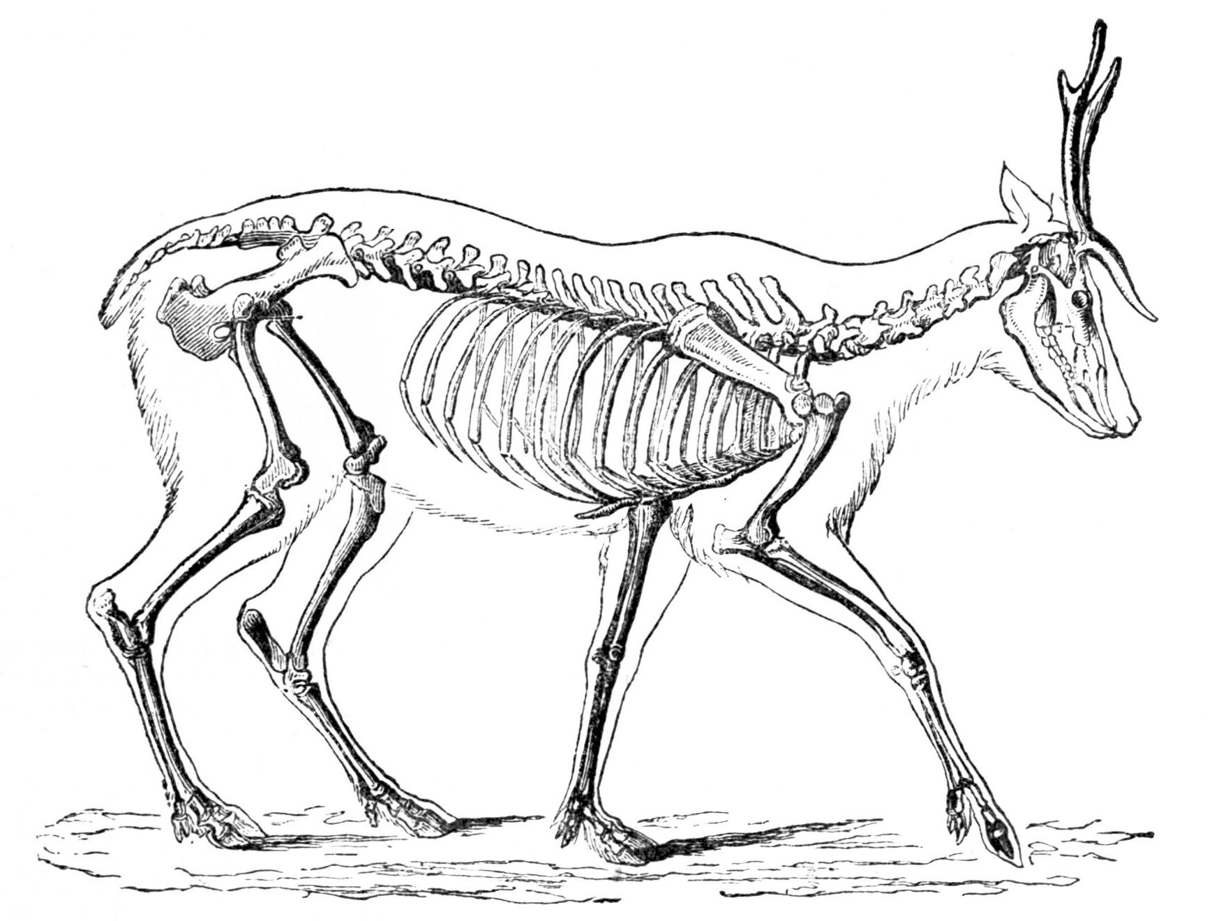 whitetail deer anatomy diagrams